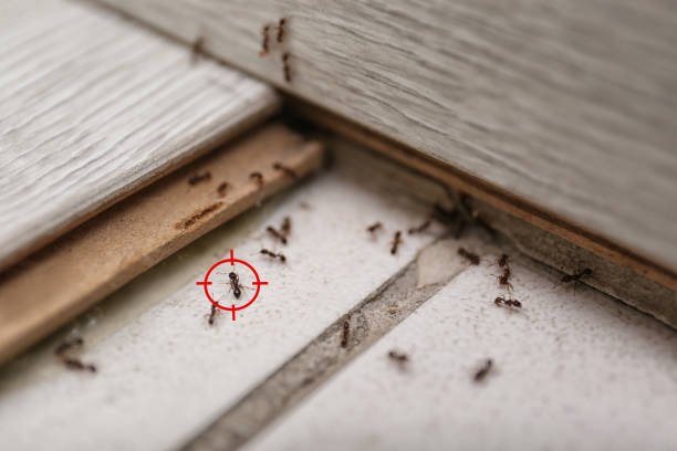 Best Pest Prevention Services  in Shawneetown, IL