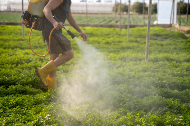 Best Ant Control Services  in Shawneetown, IL