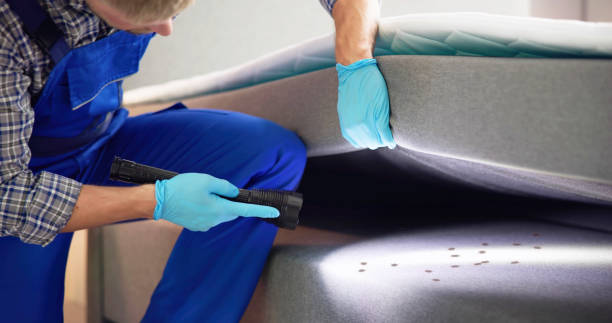 Best Termite Control Services  in Shawneetown, IL