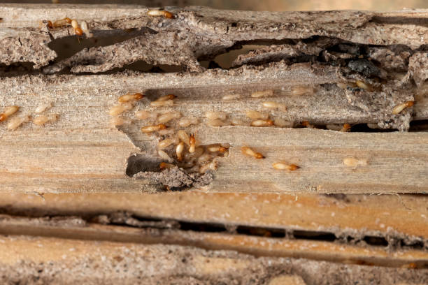 Best Commercial Pest Control Services  in Shawneetown, IL