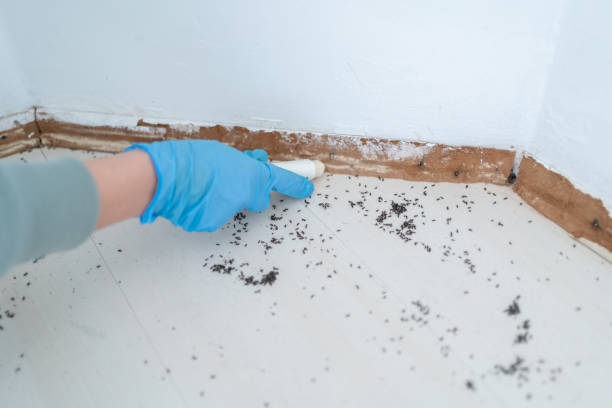 Best Emergency Pest Control  in Shawneetown, IL